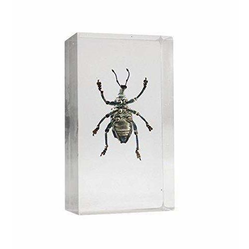 REAL BUGS HANGING_ORNAMENT REAL BUGS Curculionid Beetle in Resin